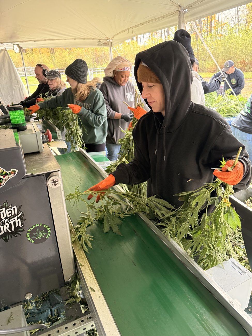 Bucking & Processing