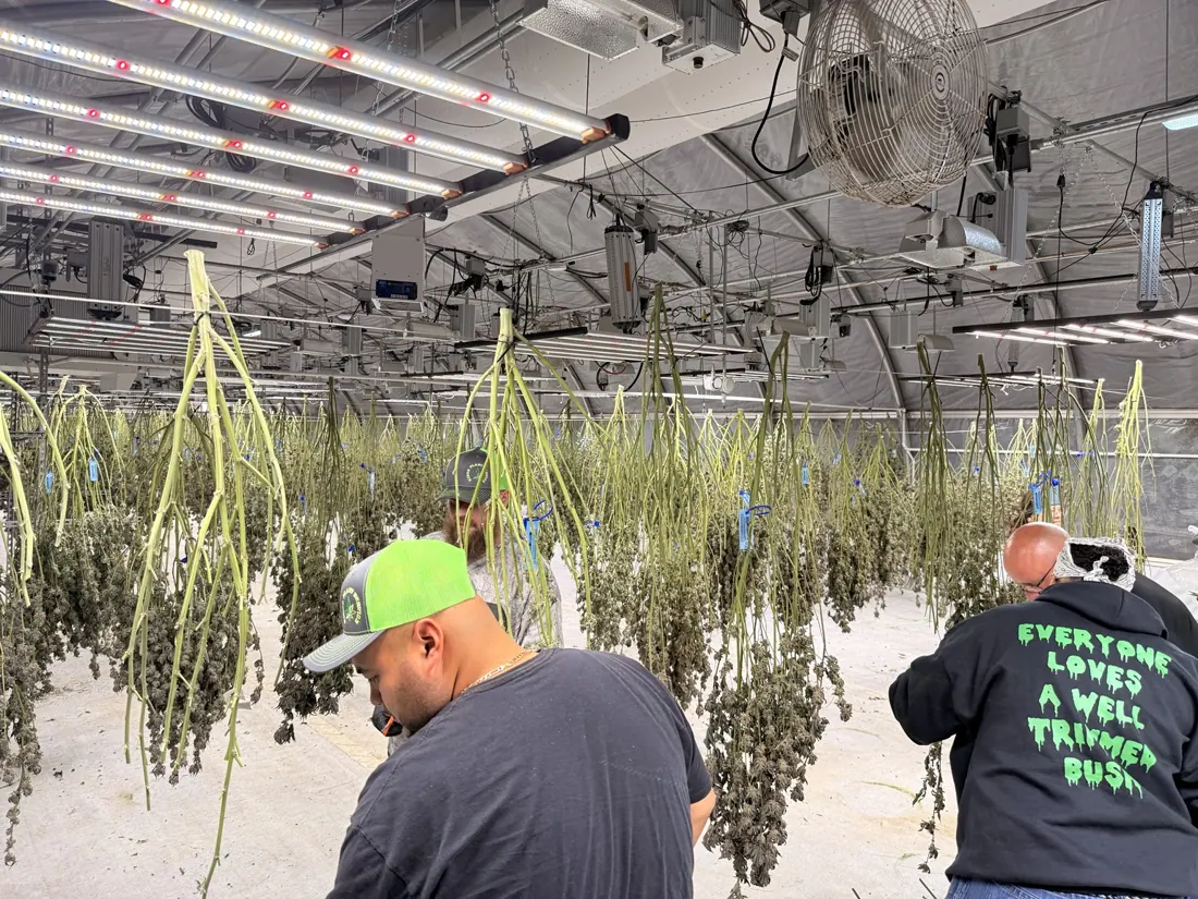 Kings Plant Service — crew & harvest photo 4