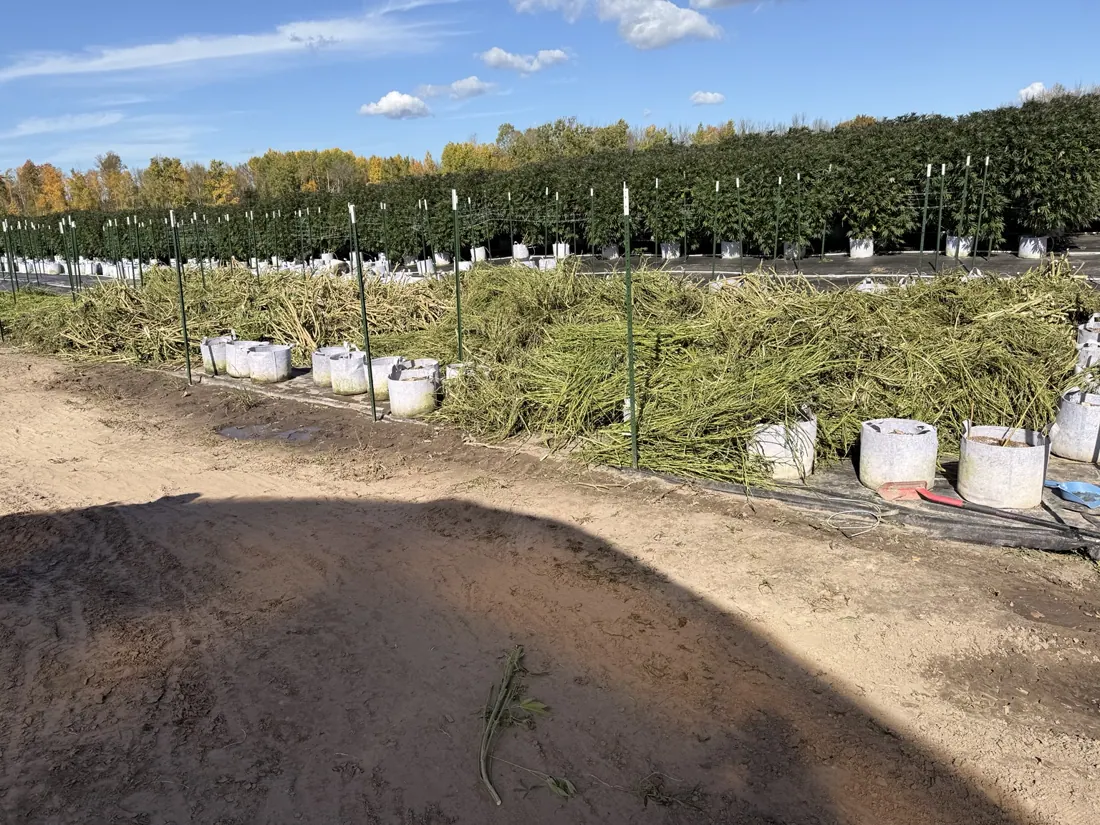 Kings Plant Service — crew & harvest photo 11