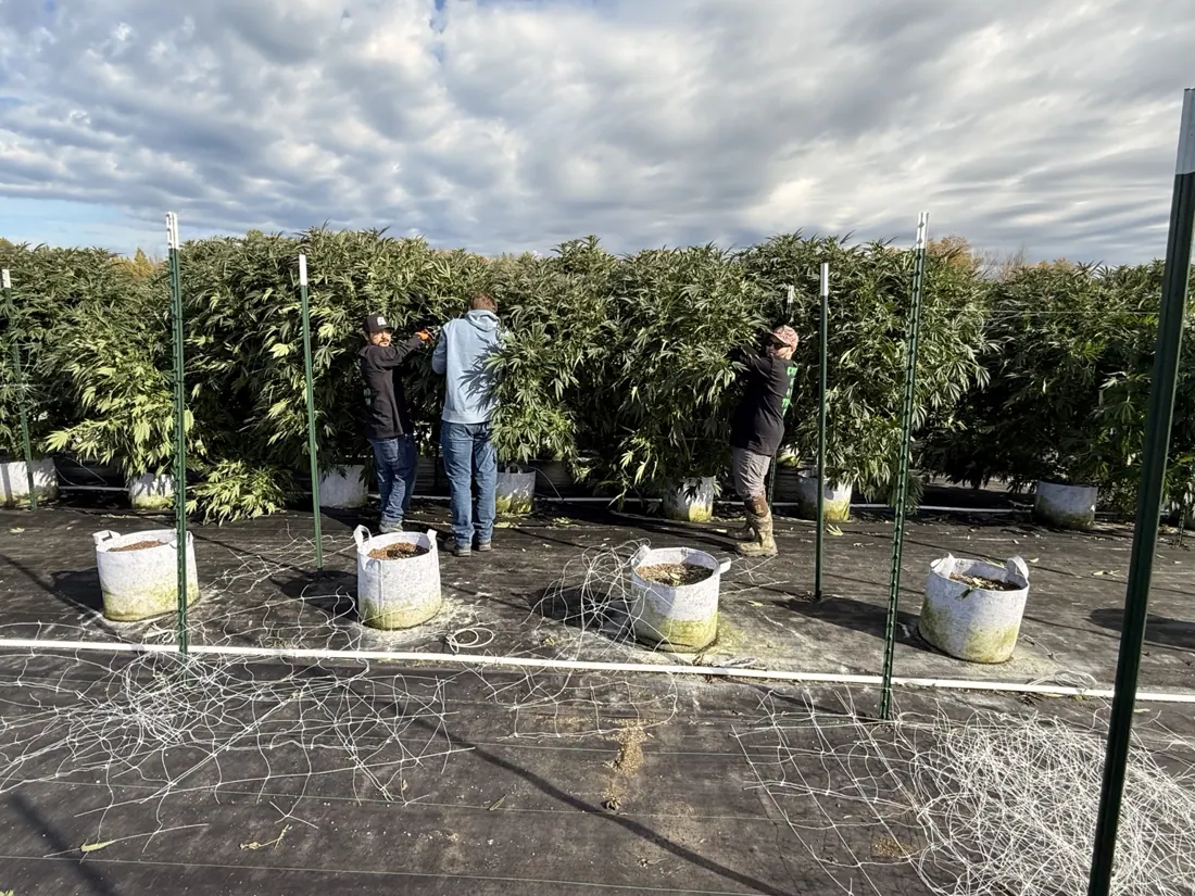 Kings Plant Service — crew & harvest photo 14