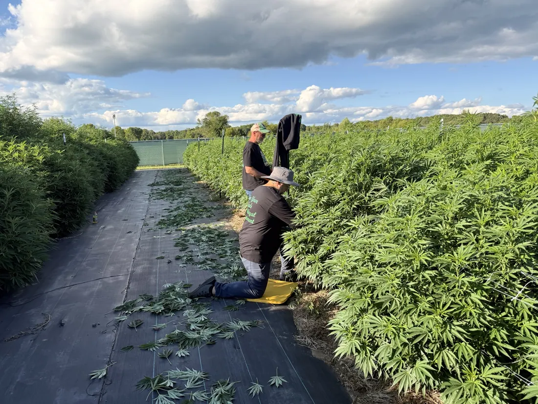 Kings Plant Service — crew & harvest photo 16