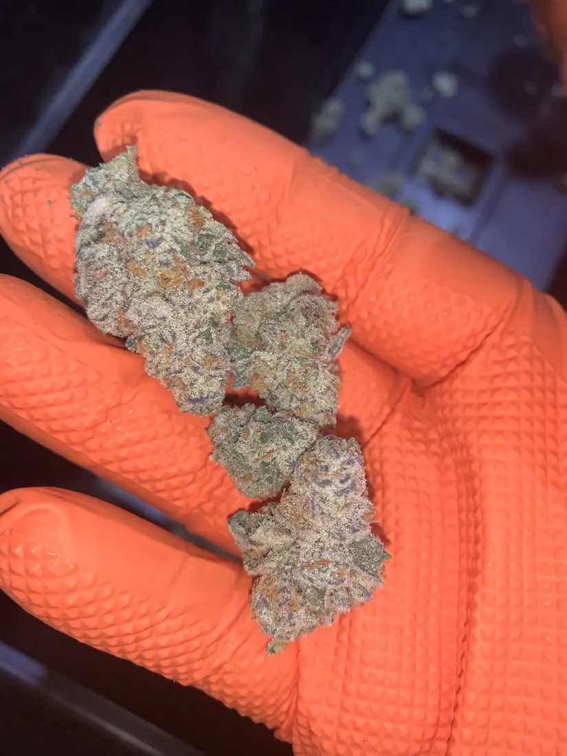 Kings Plant Service — finished flower photo 1