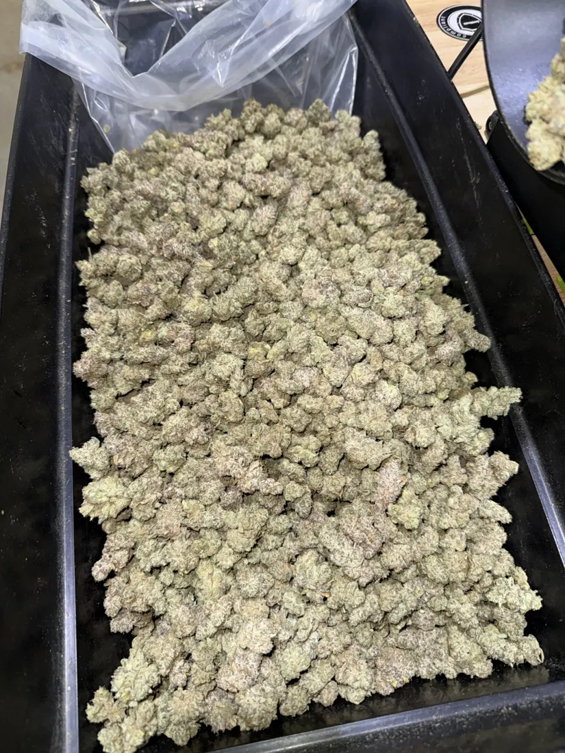 Kings Plant Service — finished flower photo 4