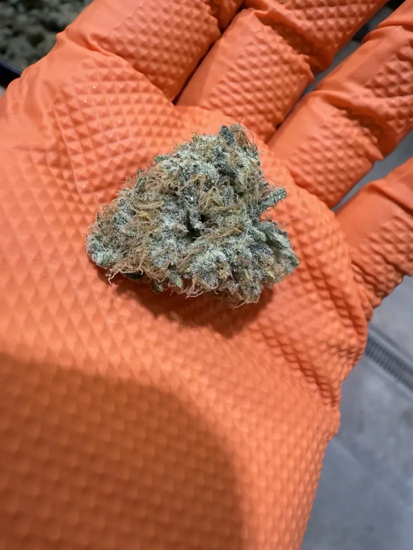 Kings Plant Service — finished flower photo 6