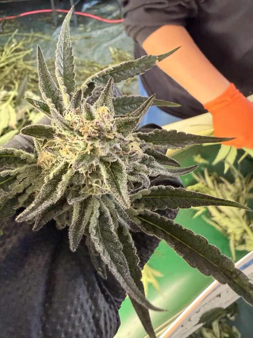Kings Plant Service — finished flower photo 7