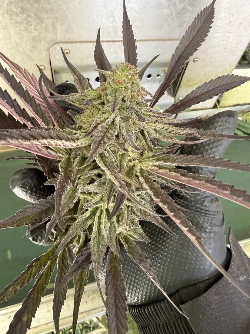Kings Plant Service — finished flower photo 8