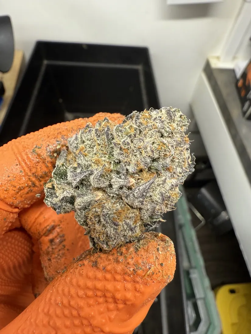 Kings Plant Service — finished flower photo 10