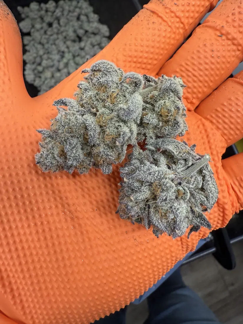 Kings Plant Service — finished flower photo 11