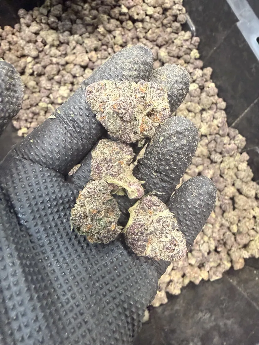 Kings Plant Service — finished flower photo 13