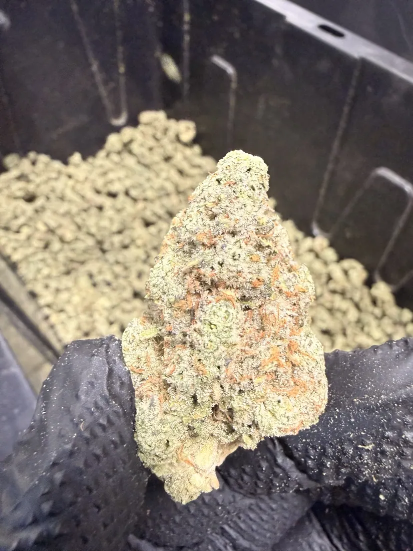 Kings Plant Service — finished flower photo 14