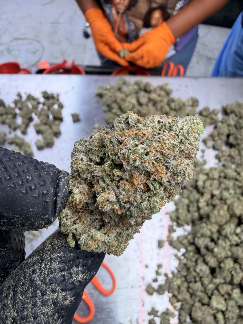 Kings Plant Service — finished flower photo 16